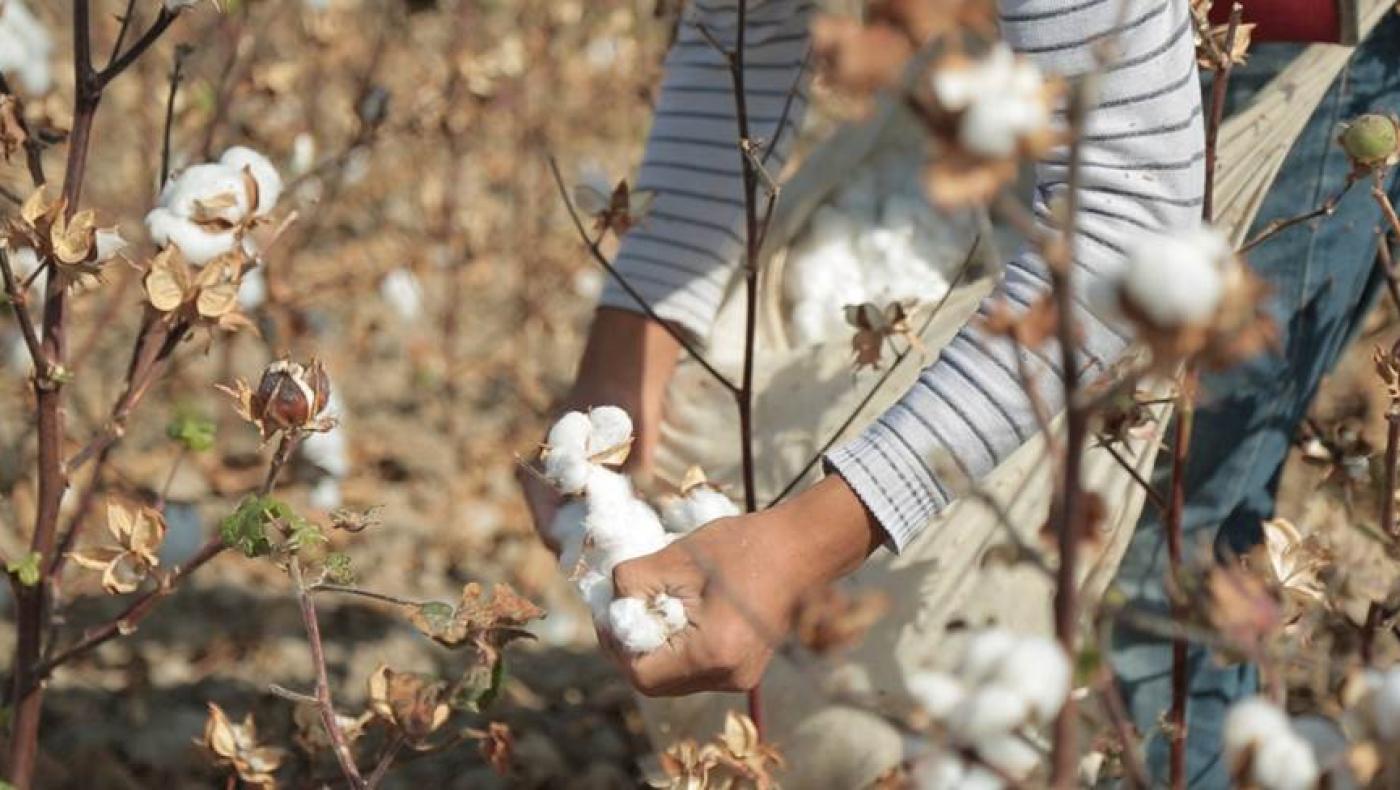 the cost of cotton
